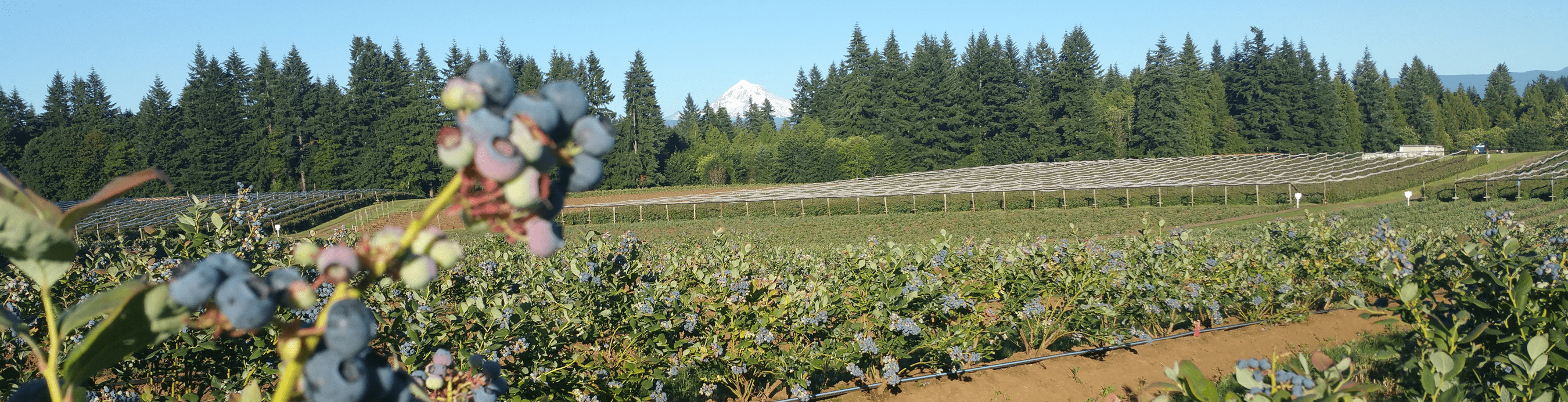 blueberry field